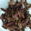 Piments langue d'oiseaux