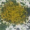curry d'oleron